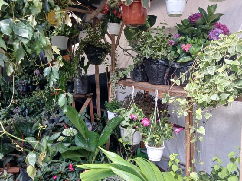 Vivero Encanto Natural