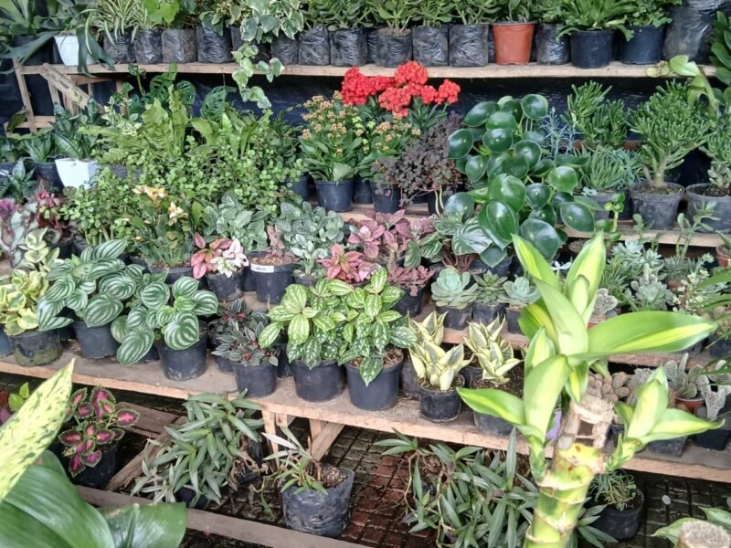 Vivero Encanto Natural