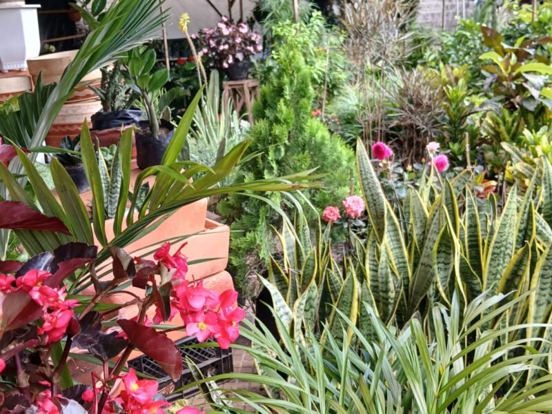 Vivero Encanto Natural
