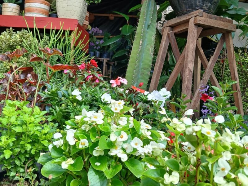 Vivero Encanto Natural